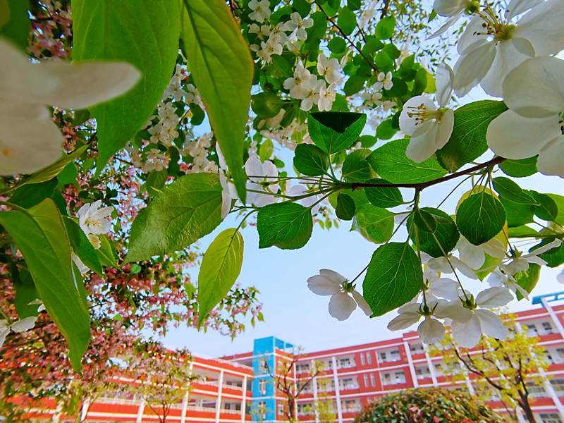 黄海路小学春天的校园繁花似锦