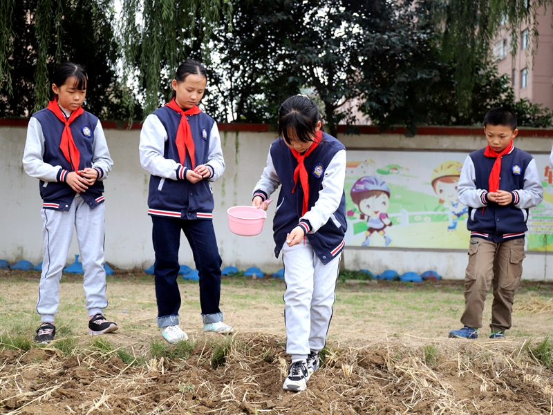 黄海路小学学生试验田里播种忙