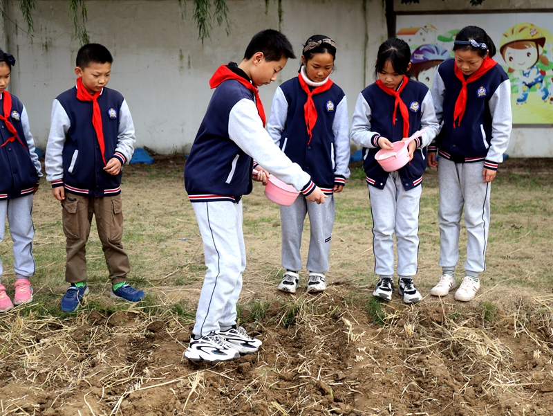 黄海路小学学生试验田里播种忙