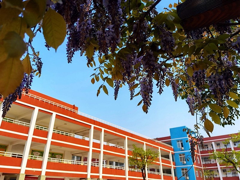 黄海路小学春天的校园繁花似锦