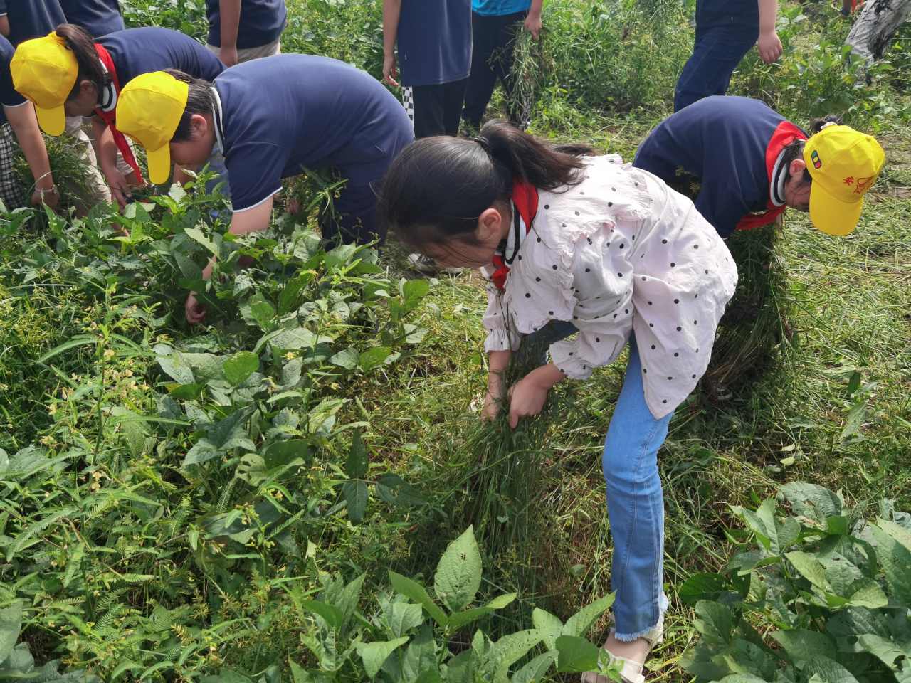 九里小学田间第一课劳动除草忙