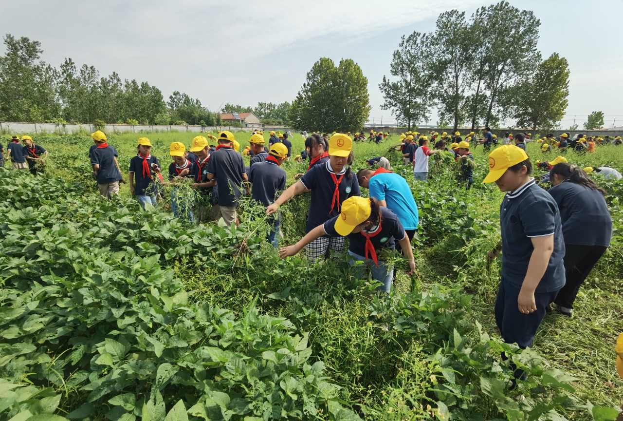 九里小学田间第一课劳动除草忙